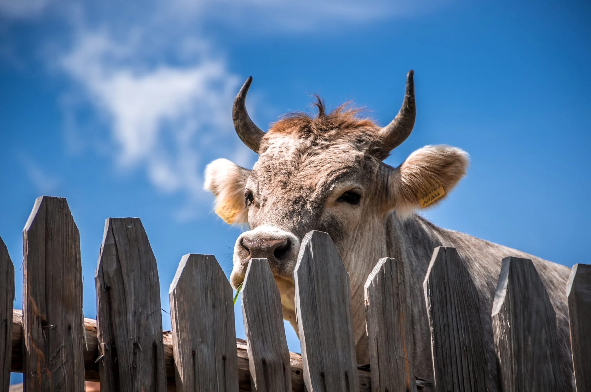 Reference photograph of a horned cow behind a wooden fence against a blue sky.